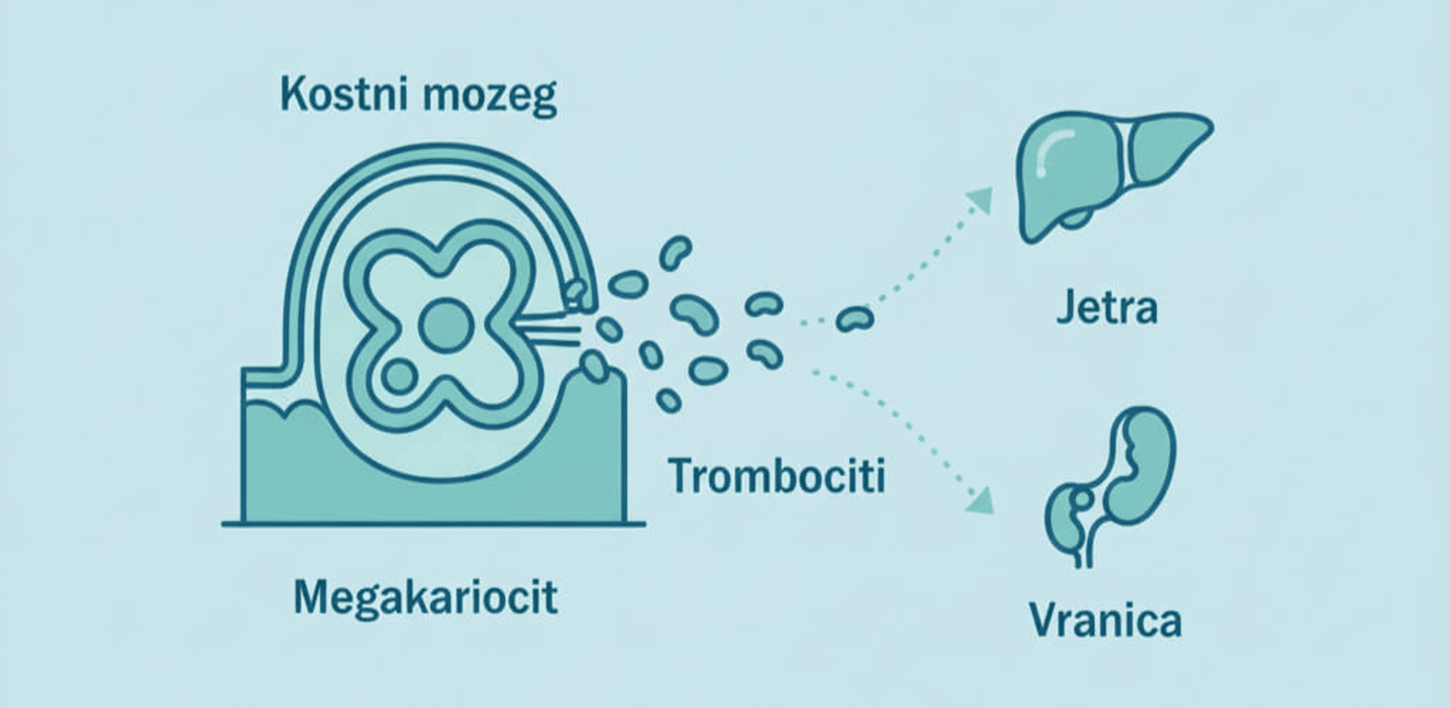 kostni mozeg in megakariocit - povisani trombociti